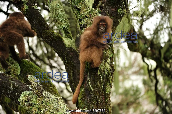 : Gelada / Gelada Baboon - baby Simien Mountains National : Gelada / Gelada Baboon - baby Simien Mountains National