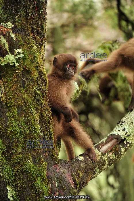 : Gelada / Gelada Baboon - baby Simien Mountains National : Gelada / Gelada Baboon - baby Simien Mountains National