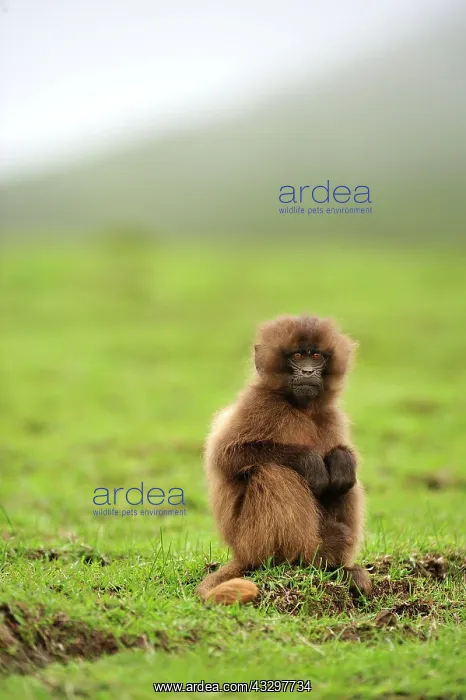 : Gelada / Gelada Baboon - baby Simien Mountains National : Gelada / Gelada Baboon - baby Simien Mountains National