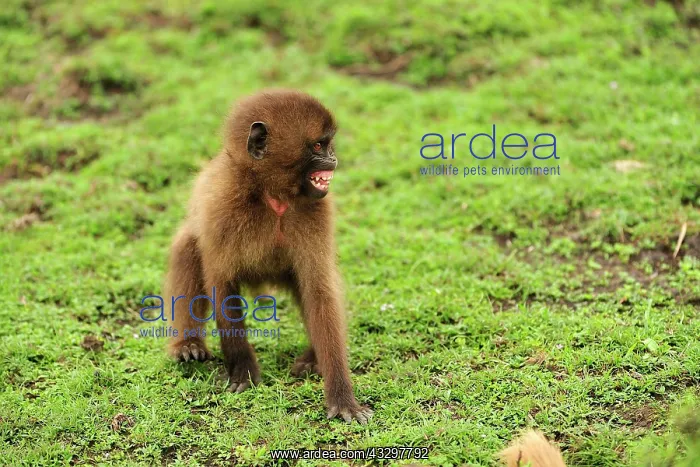  : Gelada  /  Gelada Baboon - baby Simien Mountains National