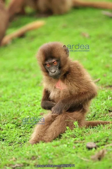 : Gelada / Gelada Baboon - baby Simien Mountains National : Gelada / Gelada Baboon - baby Simien Mountains National