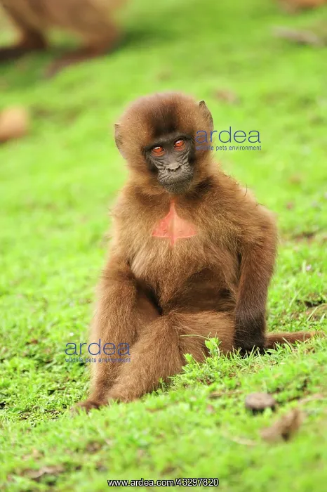 : Gelada / Gelada Baboon - baby Simien Mountains National : Gelada / Gelada Baboon - baby Simien Mountains National