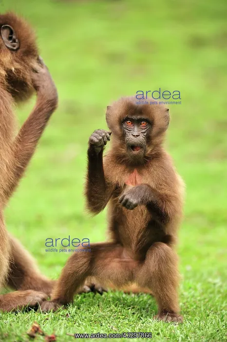 : Gelada / Gelada Baboon - baby Simien Mountains National : Gelada / Gelada Baboon - baby Simien Mountains National