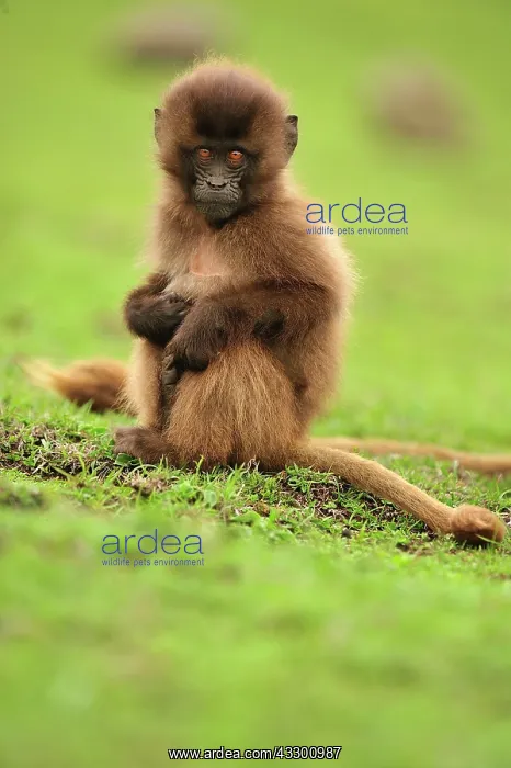 : Gelada / Gelada Baboon - baby Simien Mountains National : Gelada / Gelada Baboon - baby Simien Mountains National