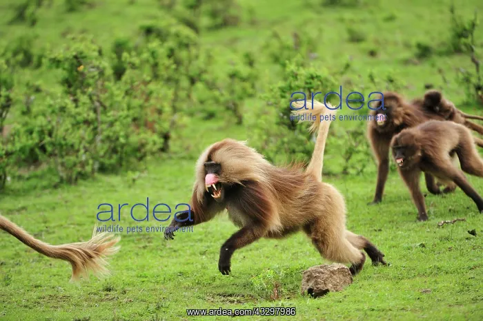 : Gelada / Gelada Baboon - displaying - fighting Simien : Gelada / Gelada Baboon - displaying - fighting Simien