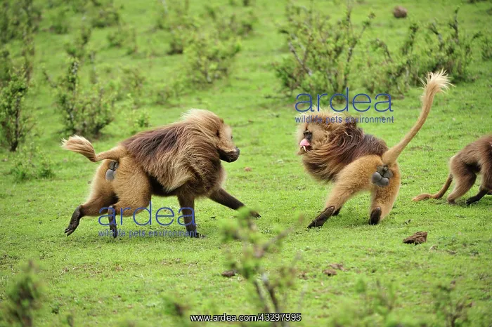 : Gelada / Gelada Baboon - displaying - fighting Simien : Gelada / Gelada Baboon - displaying - fighting Simien