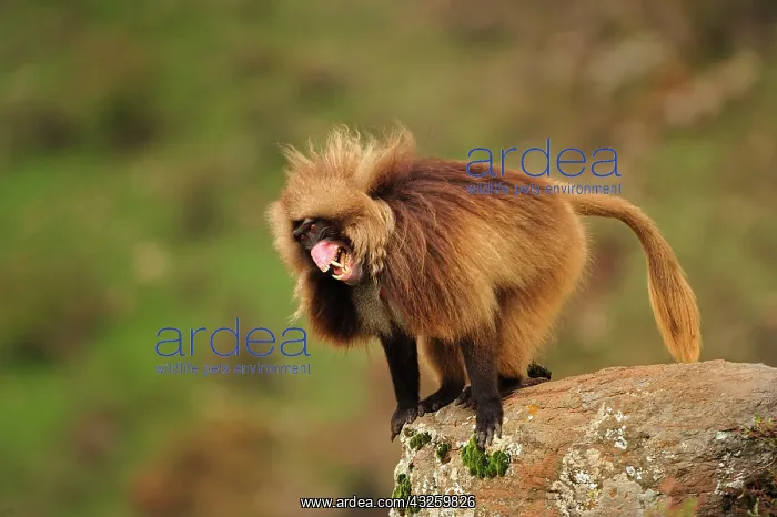 : Gelada / Gelada Baboon - displaying Simien Mountains : Gelada / Gelada Baboon - displaying Simien Mountains