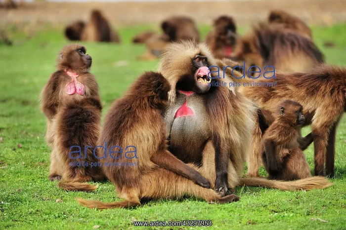 : Gelada / Gelada Baboon - displaying Simien Mountains : Gelada / Gelada Baboon - displaying Simien Mountains