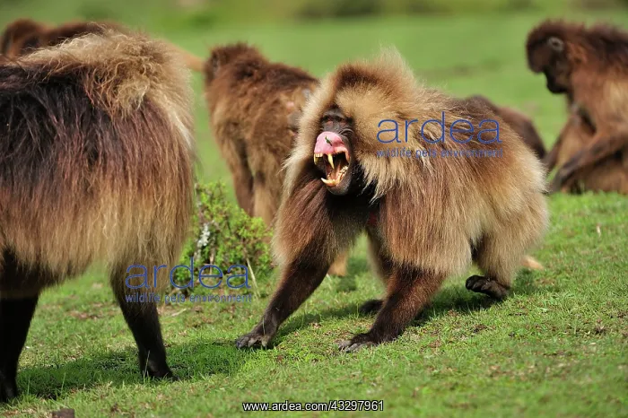 : Gelada / Gelada Baboon - displaying Simien Mountains : Gelada / Gelada Baboon - displaying Simien Mountains