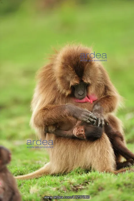 : Gelada / Gelada Baboon - grooming - with baby Simien : Gelada / Gelada Baboon - grooming - with baby Simien