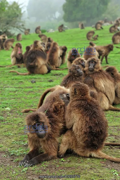 : Gelada / Gelada Baboon - grooming Simien Mountains : Gelada / Gelada Baboon - grooming Simien Mountains