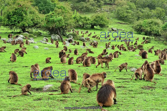 : Gelada / Gelada Baboon - herd Simien Mountains National : Gelada / Gelada Baboon - herd Simien Mountains National