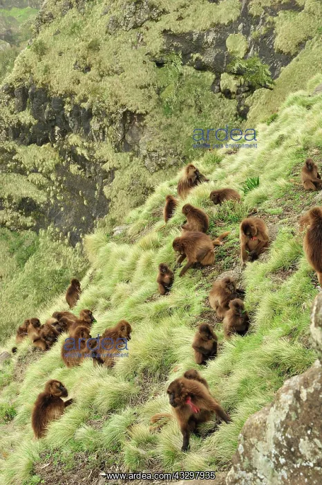 : Gelada / Gelada Baboon - herd Simien Mountains National : Gelada / Gelada Baboon - herd Simien Mountains National