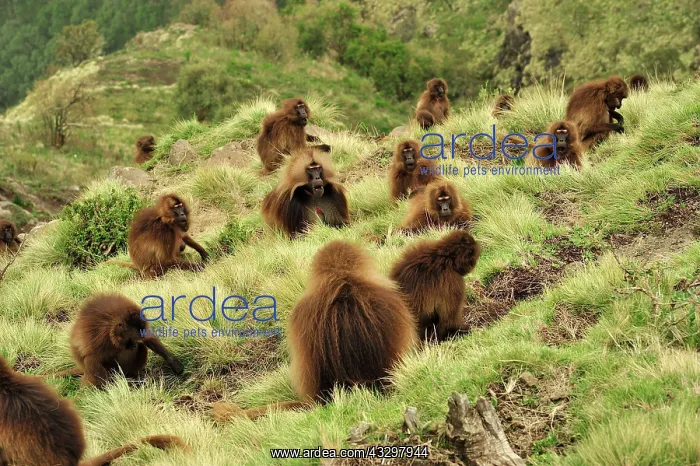 : Gelada / Gelada Baboon - herd Simien Mountains National : Gelada / Gelada Baboon - herd Simien Mountains National