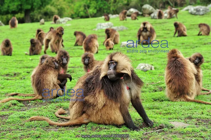  : Gelada  /  Gelada Baboon - herd Simien Mountains National