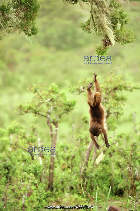 : Gelada / Gelada Baboon - jumping Simien Mountains : Gelada / Gelada Baboon - jumping Simien Mountains