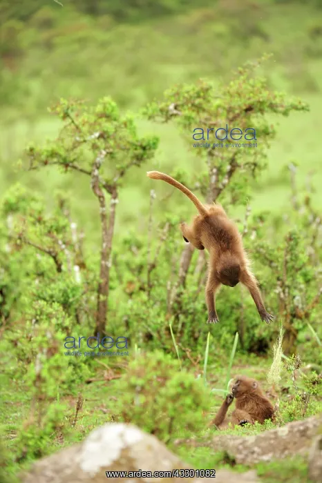: Gelada / Gelada Baboon - jumping Simien Mountains : Gelada / Gelada Baboon - jumping Simien Mountains