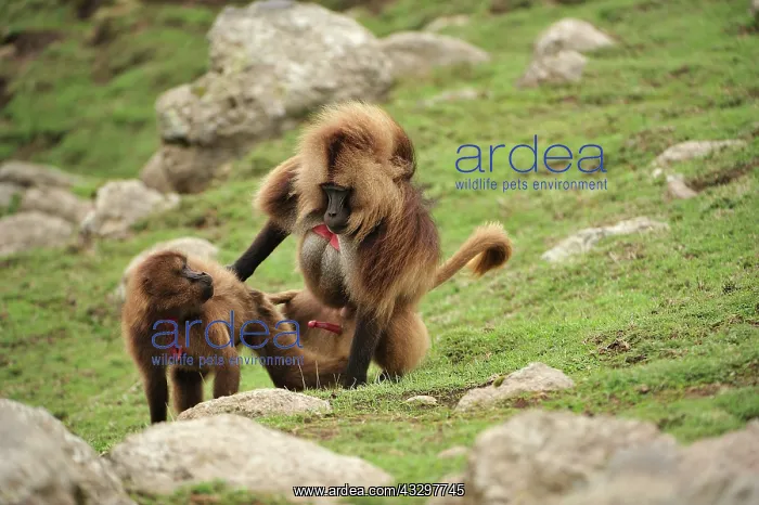 : Gelada / Gelada Baboon - mating Simien Mountains : Gelada / Gelada Baboon - mating Simien Mountains