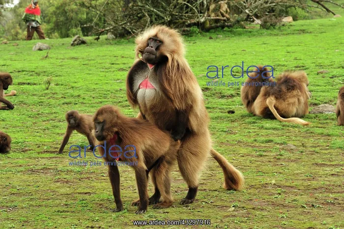  : Gelada  /  Gelada Baboon - mating Simien Mountains