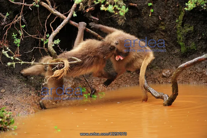 : Gelada / Gelada Baboon - playing Simien Mountains : Gelada / Gelada Baboon - playing Simien Mountains