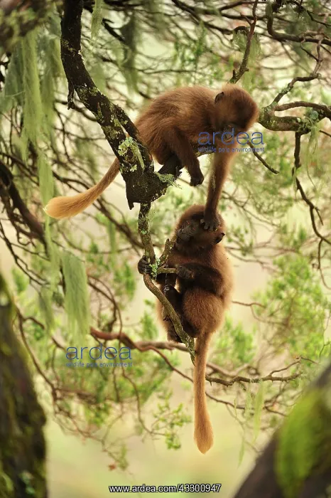 : Gelada / Gelada Baboon - playing Simien Mountains : Gelada / Gelada Baboon - playing Simien Mountains
