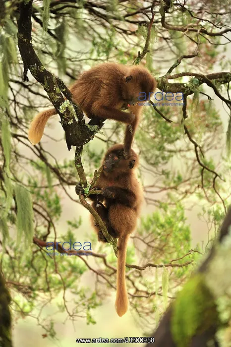 : Gelada / Gelada Baboon - playing Simien Mountains : Gelada / Gelada Baboon - playing Simien Mountains