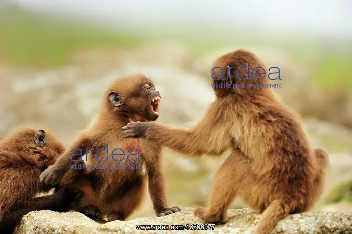 : Gelada / Gelada Baboon - playing Simien Mountains : Gelada / Gelada Baboon - playing Simien Mountains