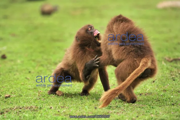 : Gelada / Gelada Baboon - playing Simien Mountains : Gelada / Gelada Baboon - playing Simien Mountains