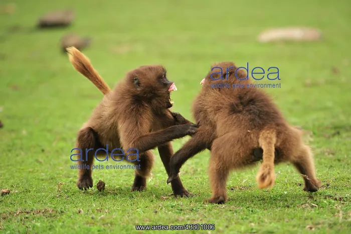 : Gelada / Gelada Baboon - playing Simien Mountains : Gelada / Gelada Baboon - playing Simien Mountains