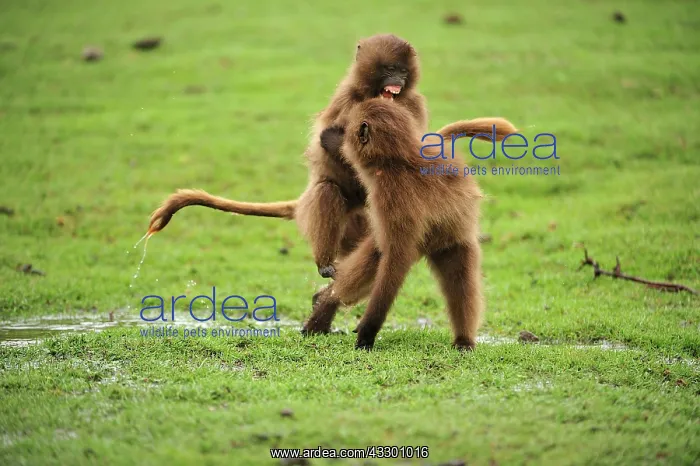 : Gelada / Gelada Baboon - playing Simien Mountains : Gelada / Gelada Baboon - playing Simien Mountains