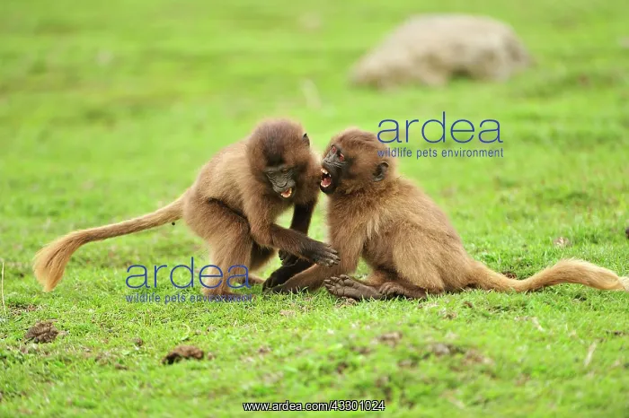: Gelada / Gelada Baboon - playing Simien Mountains : Gelada / Gelada Baboon - playing Simien Mountains