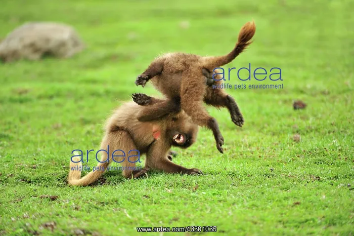 : Gelada / Gelada Baboon - playing Simien Mountains : Gelada / Gelada Baboon - playing Simien Mountains