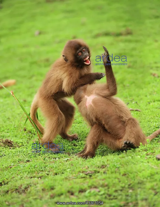 : Gelada / Gelada Baboon - playing Simien Mountains : Gelada / Gelada Baboon - playing Simien Mountains