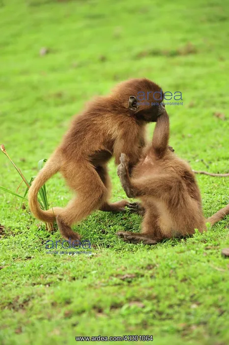 : Gelada / Gelada Baboon - playing Simien Mountains : Gelada / Gelada Baboon - playing Simien Mountains