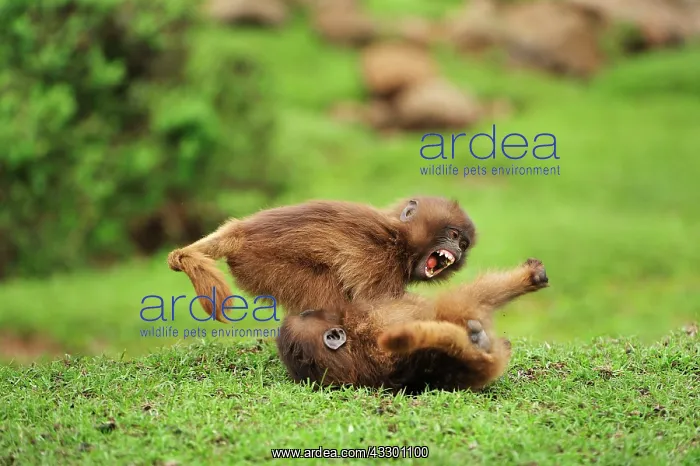 : Gelada / Gelada Baboon - playing Simien Mountains : Gelada / Gelada Baboon - playing Simien Mountains