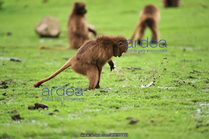 : Gelada / Gelada Baboon - playing with water Simien : Gelada / Gelada Baboon - playing with water Simien