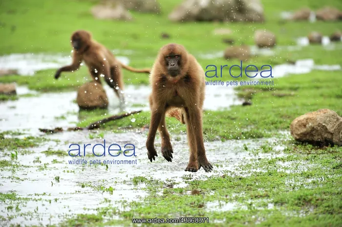 : Gelada / Gelada Baboon - running Simien Mountains : Gelada / Gelada Baboon - running Simien Mountains