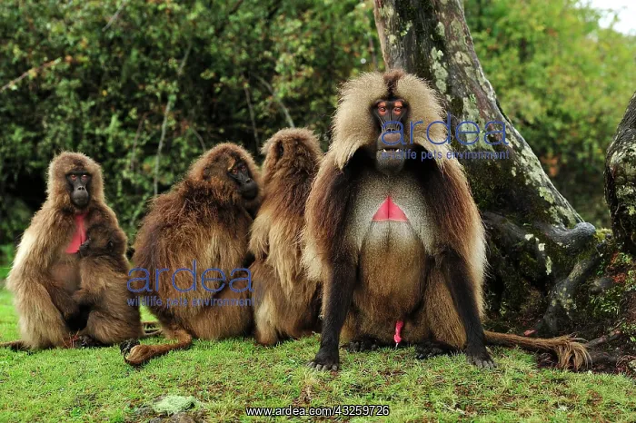 : Gelada / Gelada Baboon Simien Mountains National : Gelada / Gelada Baboon Simien Mountains National
