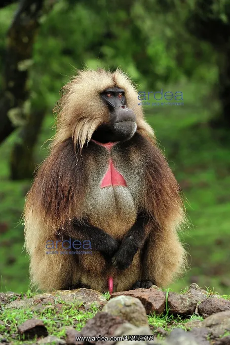 : Gelada / Gelada Baboon Simien Mountains National : Gelada / Gelada Baboon Simien Mountains National
