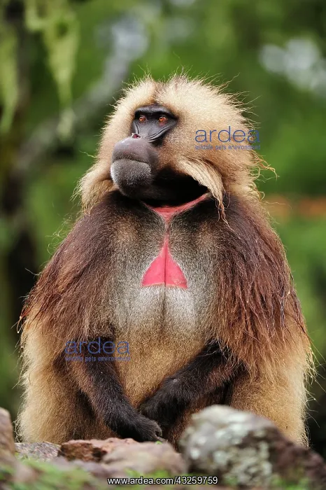 : Gelada / Gelada Baboon Simien Mountains National : Gelada / Gelada Baboon Simien Mountains National
