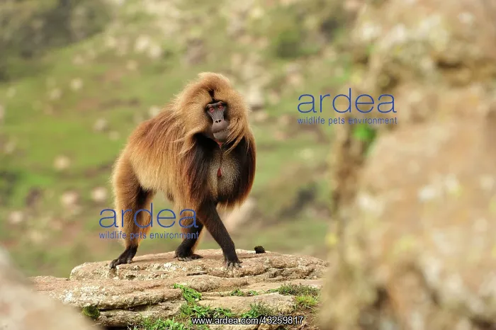: Gelada / Gelada Baboon Simien Mountains National : Gelada / Gelada Baboon Simien Mountains National