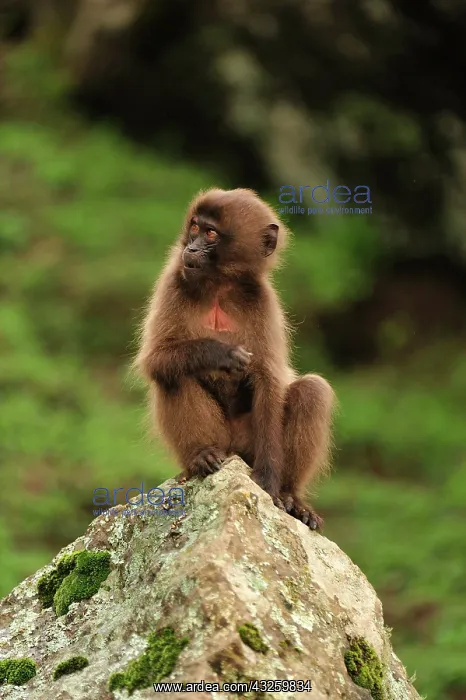 : Gelada / Gelada Baboon Simien Mountains National : Gelada / Gelada Baboon Simien Mountains National