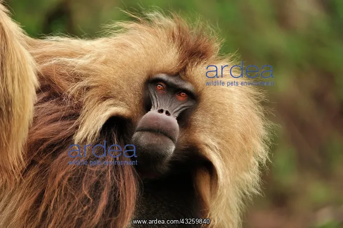 : Gelada / Gelada Baboon Simien Mountains National : Gelada / Gelada Baboon Simien Mountains National