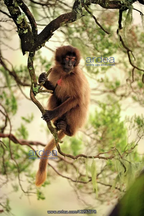 : Gelada / Gelada Baboon Simien Mountains National : Gelada / Gelada Baboon Simien Mountains National