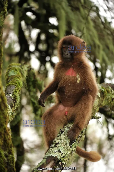 : Gelada / Gelada Baboon Simien Mountains National : Gelada / Gelada Baboon Simien Mountains National