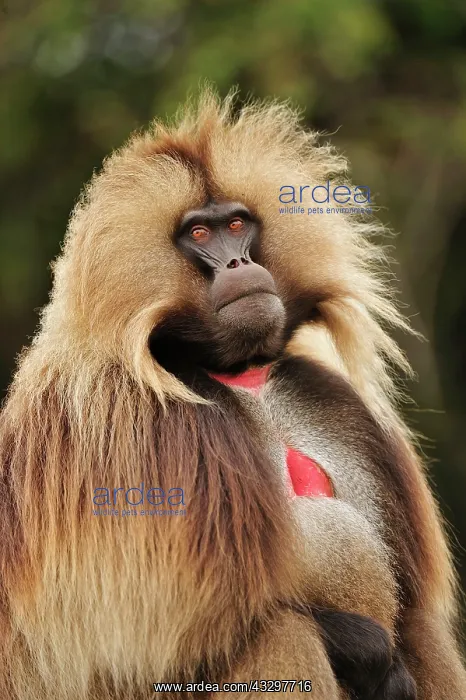 : Gelada / Gelada Baboon Simien Mountains National : Gelada / Gelada Baboon Simien Mountains National