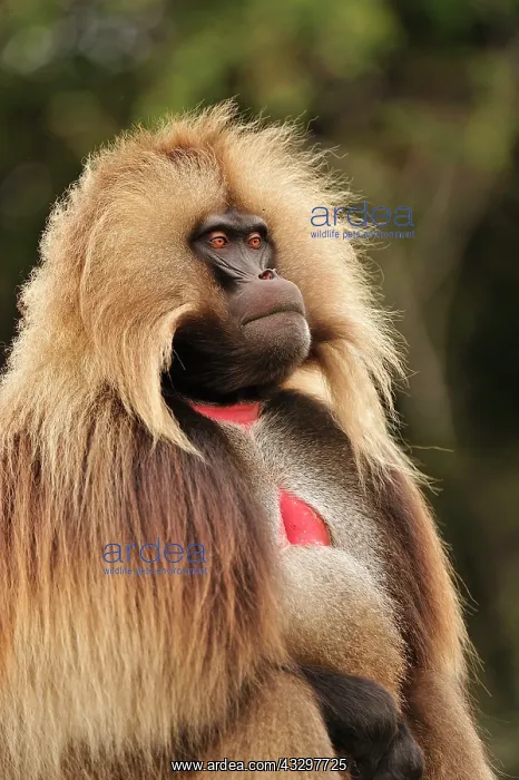 : Gelada / Gelada Baboon Simien Mountains National : Gelada / Gelada Baboon Simien Mountains National