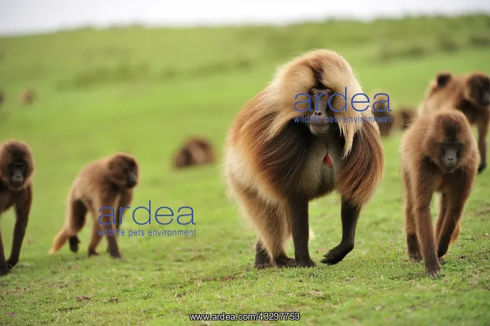 : Gelada / Gelada Baboon Simien Mountains National : Gelada / Gelada Baboon Simien Mountains National