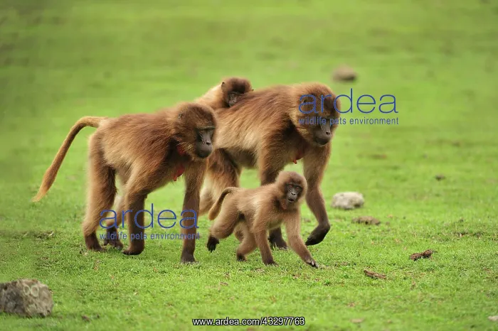 : Gelada / Gelada Baboon Simien Mountains National : Gelada / Gelada Baboon Simien Mountains National
