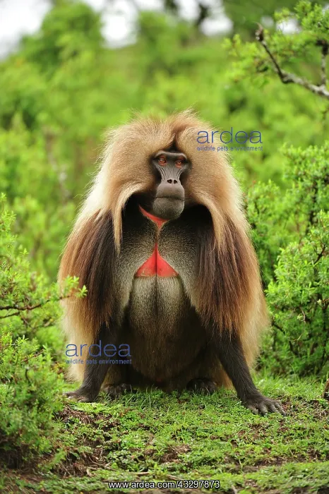 : Gelada / Gelada Baboon Simien Mountains National : Gelada / Gelada Baboon Simien Mountains National